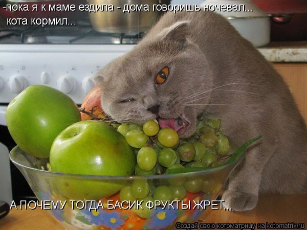 котк и виноград.jpg