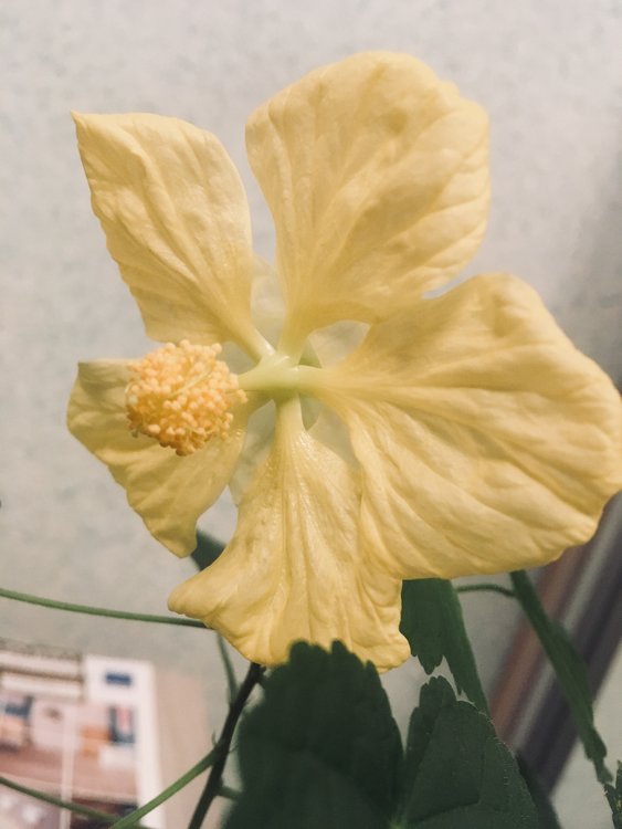 0B557CAE-3C39-489A-A267-1D04F667782D.jpeg