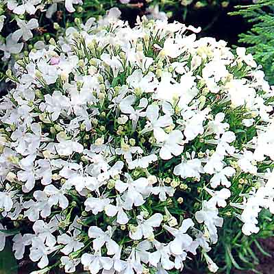 lobelia4.jpg