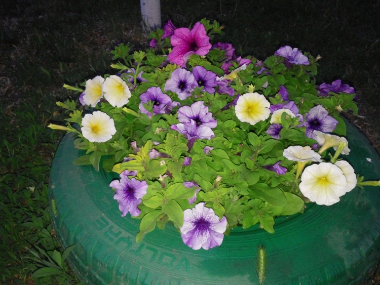 CAM01533.jpg