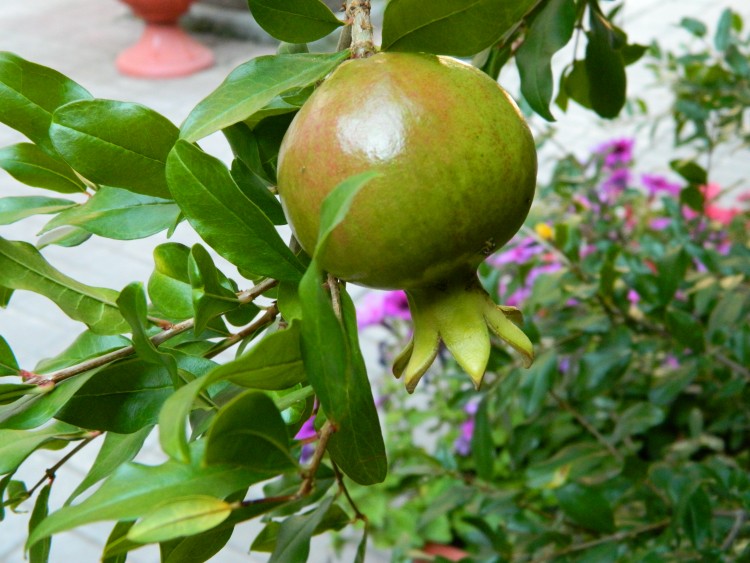 DSCN9655.JPG