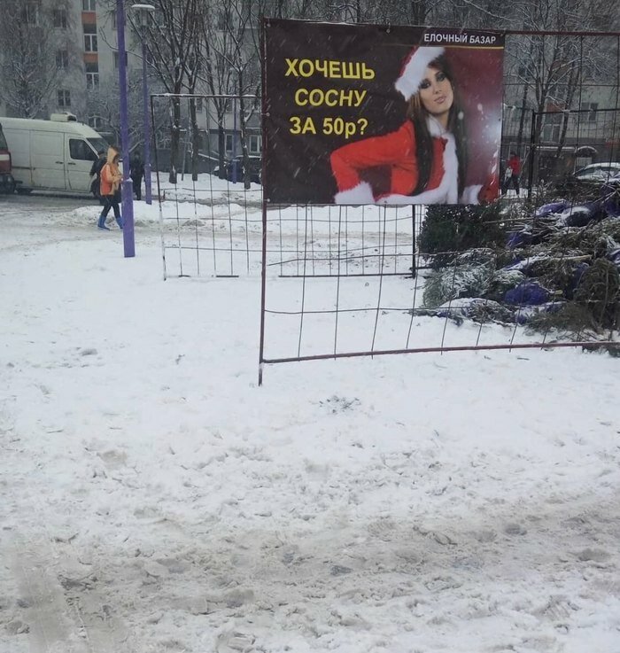 Сосна.jpg