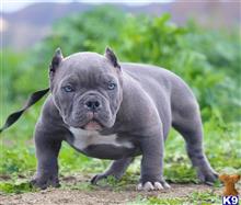 s_Exotic%20Bully_american-pit-bull-a2017123183536.jpg