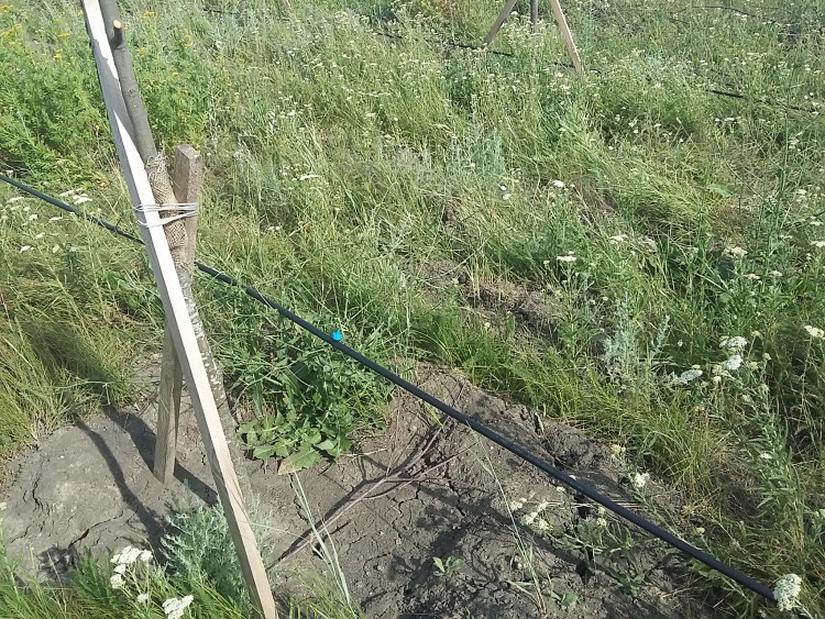 20190622_082515.jpg