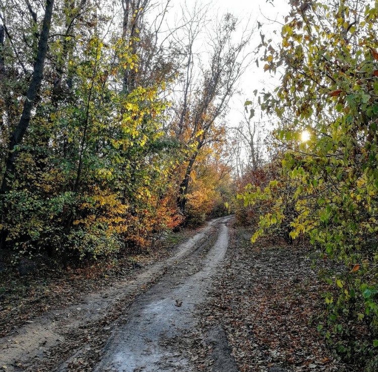 дорога в роще.jpg