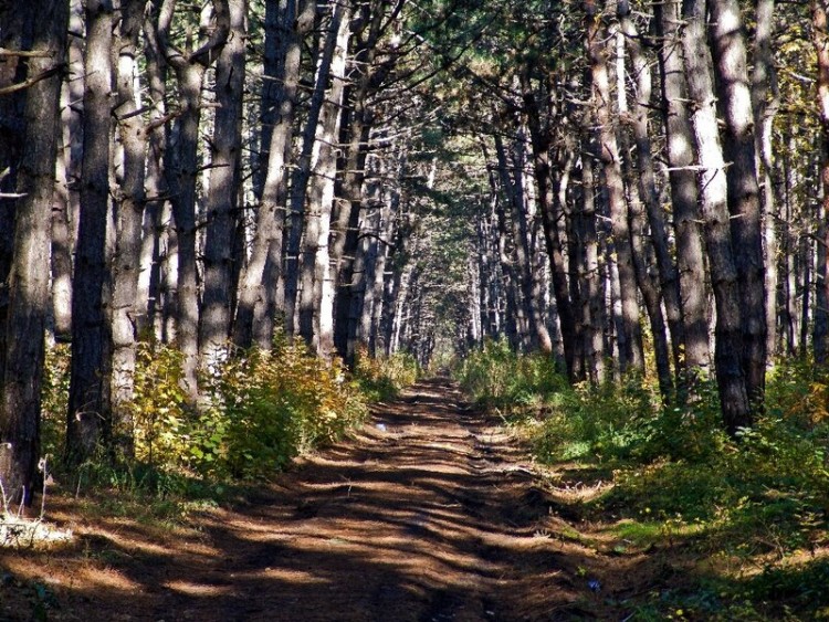 36.jpg