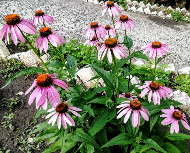 цветы красивые.jpg