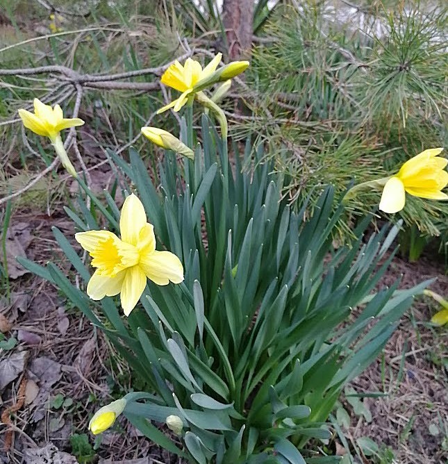 нарцисс.jpg