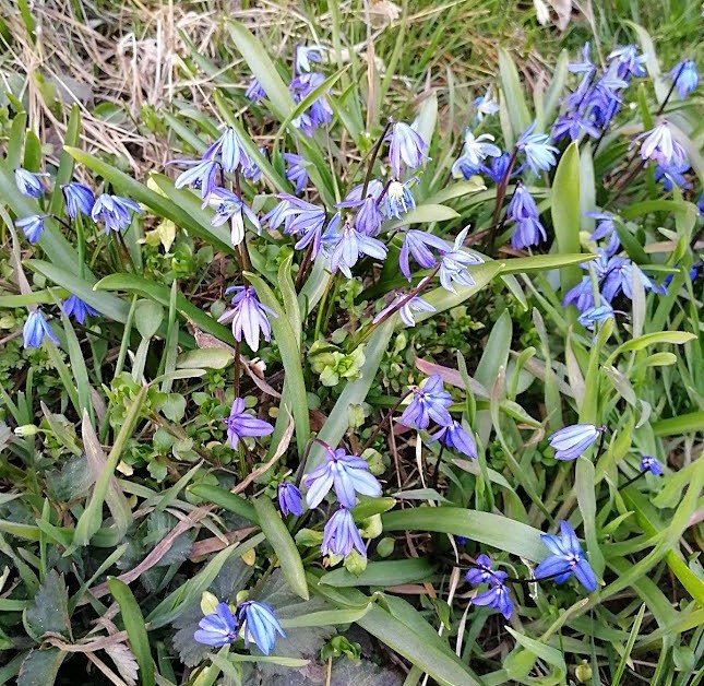 пролеска сибирская.jpg