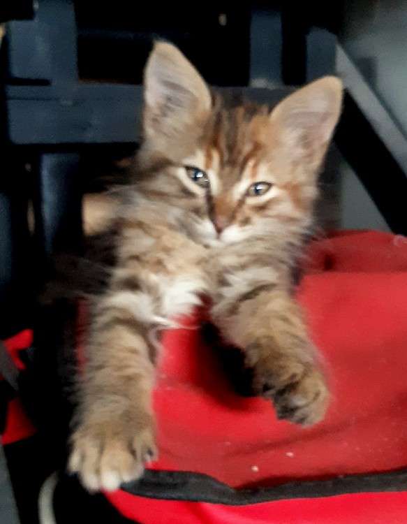 КОТЯТА новые 2.jpg