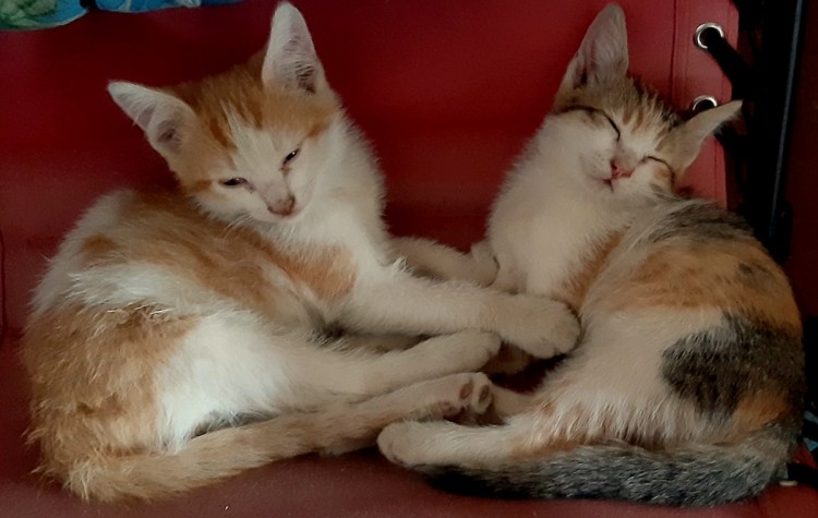 КОТЯТА новые 3.jpg