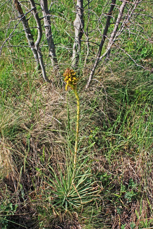 IMG_7375.JPG