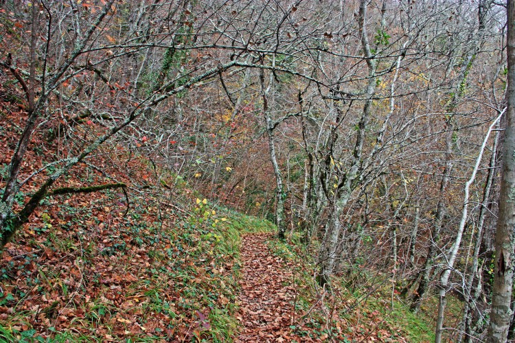 IMG_4558.JPG