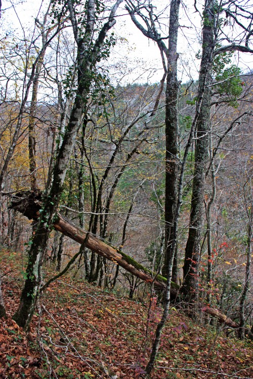 IMG_4578.JPG