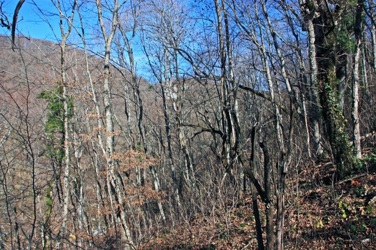 IMG_5469.JPG