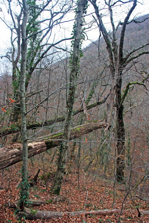 IMG_5959.JPG