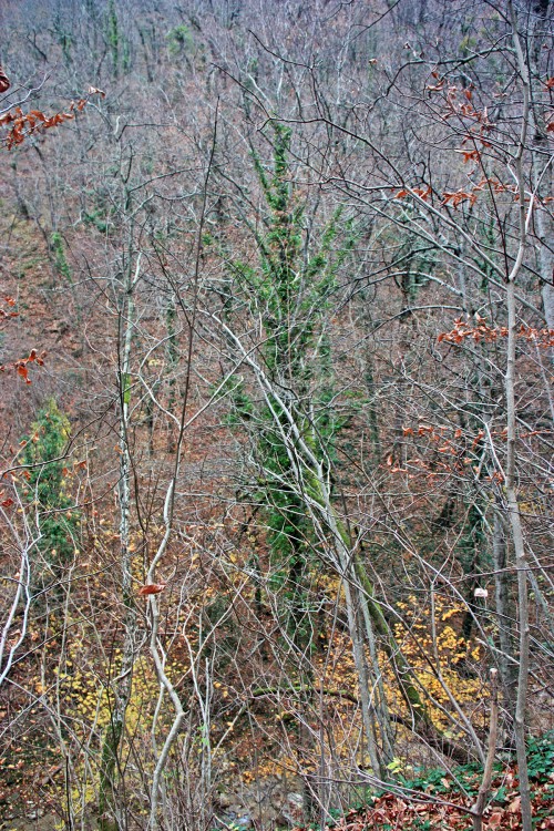 IMG_5961.JPG