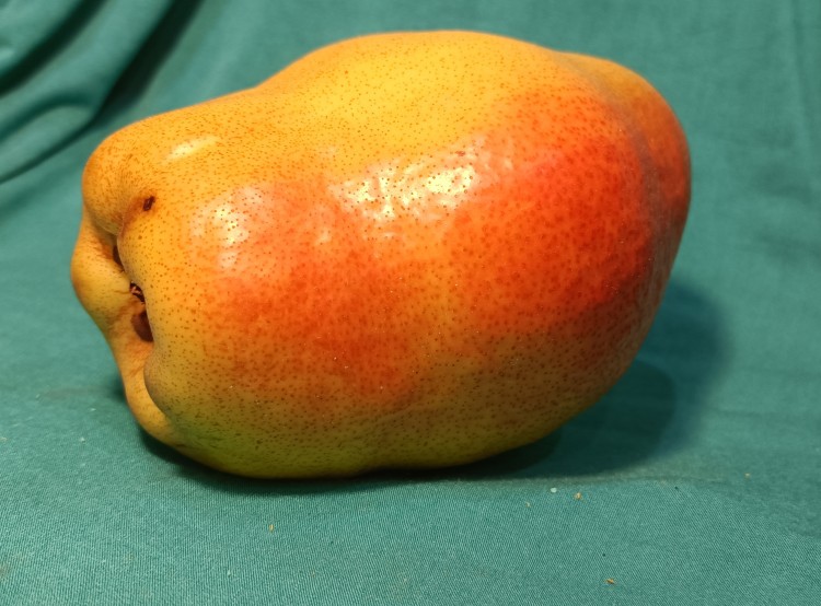 груша фото.jpg