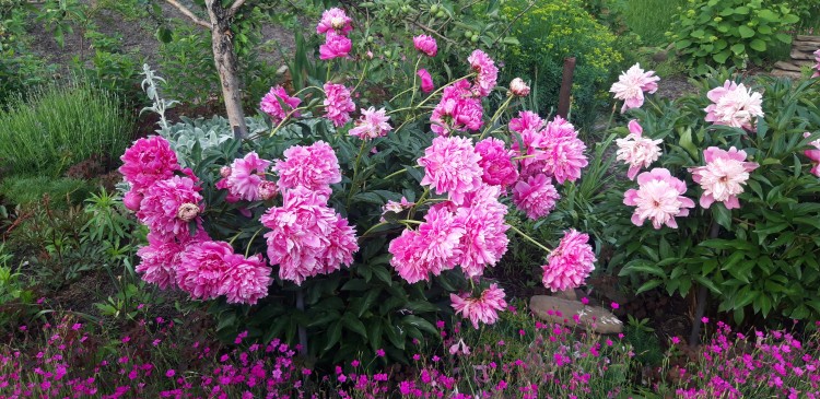 малинки 1070.jpg