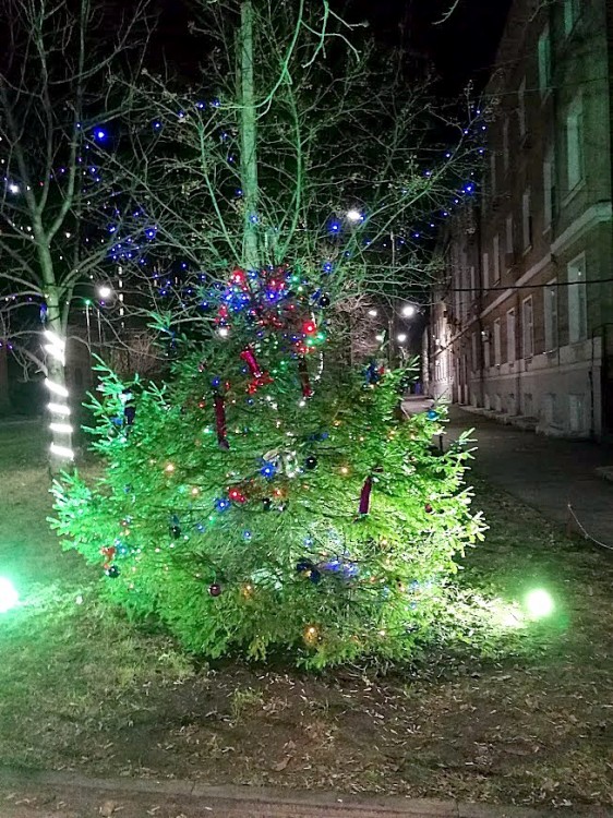 елка на улице.jpg