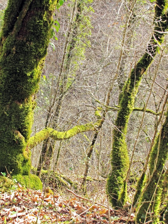 IMG_4275.JPG