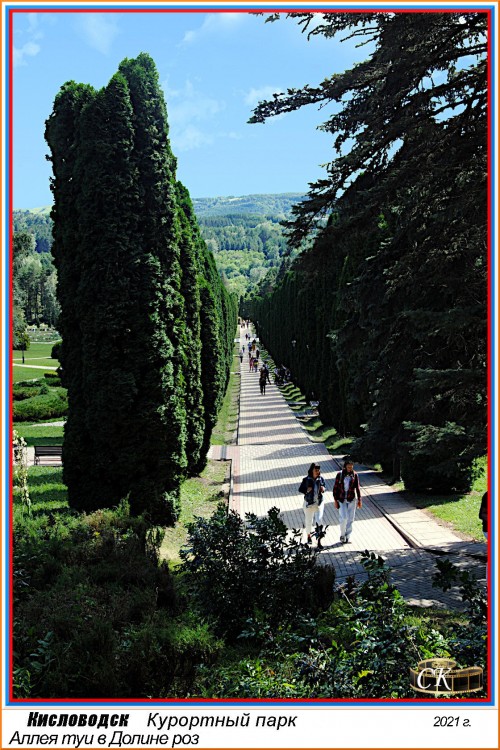 Др_003-04 аллея туи в Долине роз =DSC^2021#0477.jpg