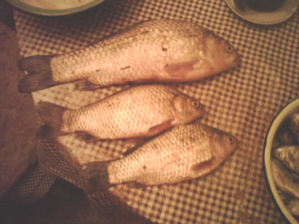 IMG0343A.jpg