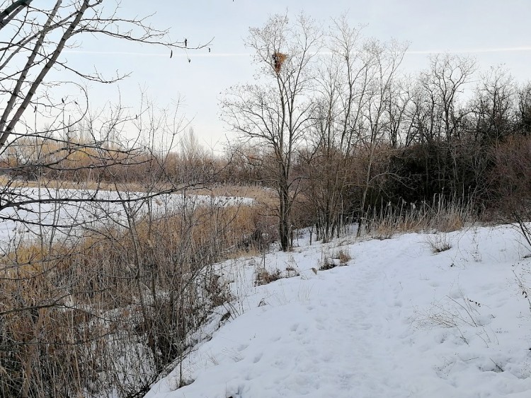 4 берег пруда.jpg