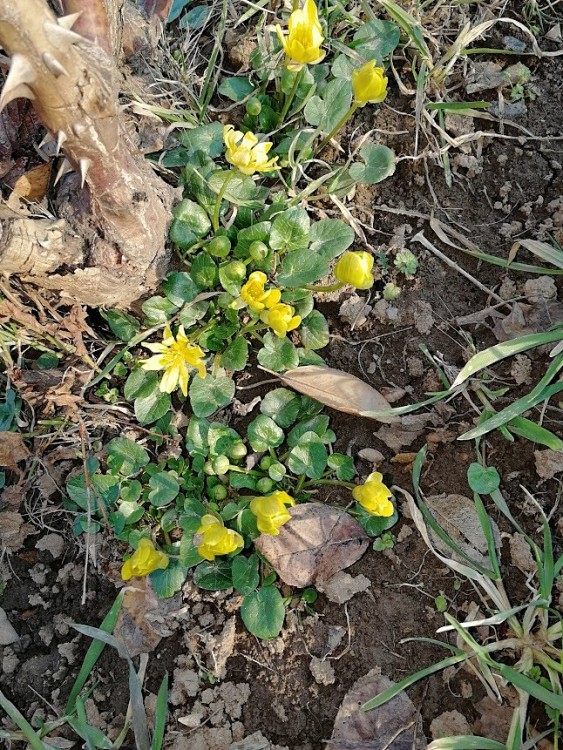 чистяк весенний 23.jpg