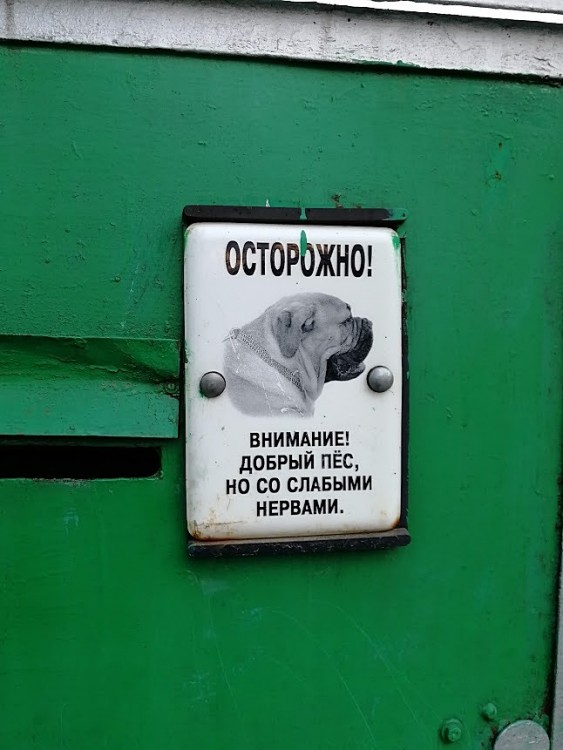 собака.jpg