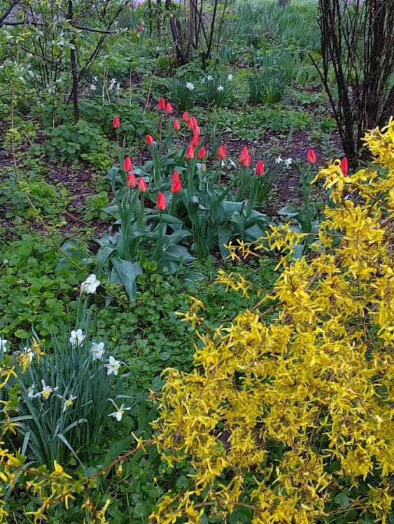 тюлпаны нарцыссы фрезия.jpg