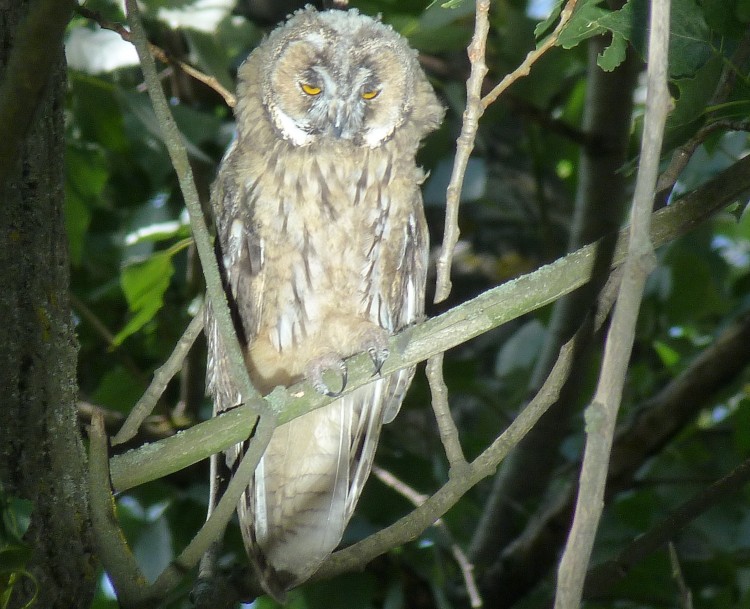 Копия P1130099.JPG