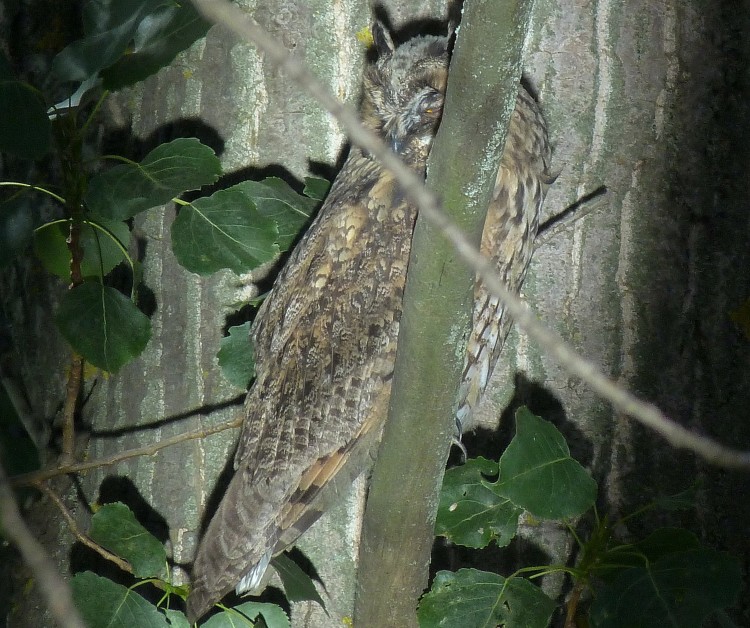 Копия P1130106.JPG