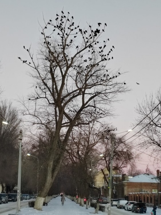грачи.jpg