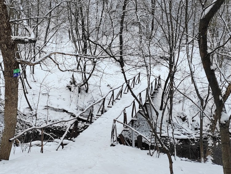 роща 22.1.24 2.jpg
