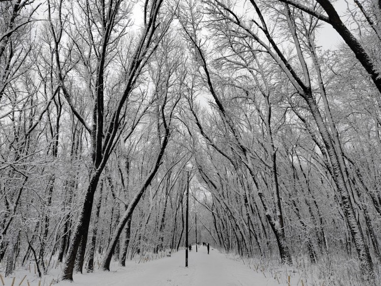 роща 28.1.24.jpg