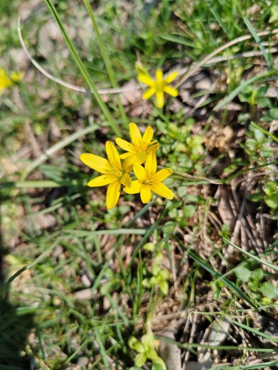 гусиный лук.jpg