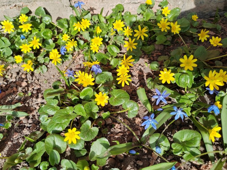 чистяк и пролеска.jpg