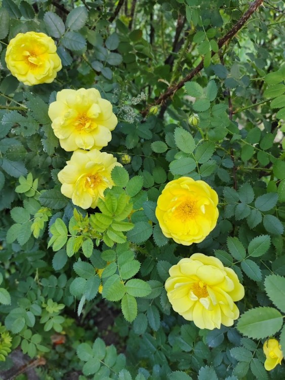роза чайная.jpg