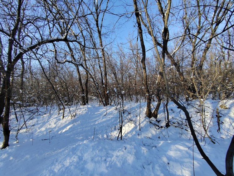 роща 8.2.25 3.jpg