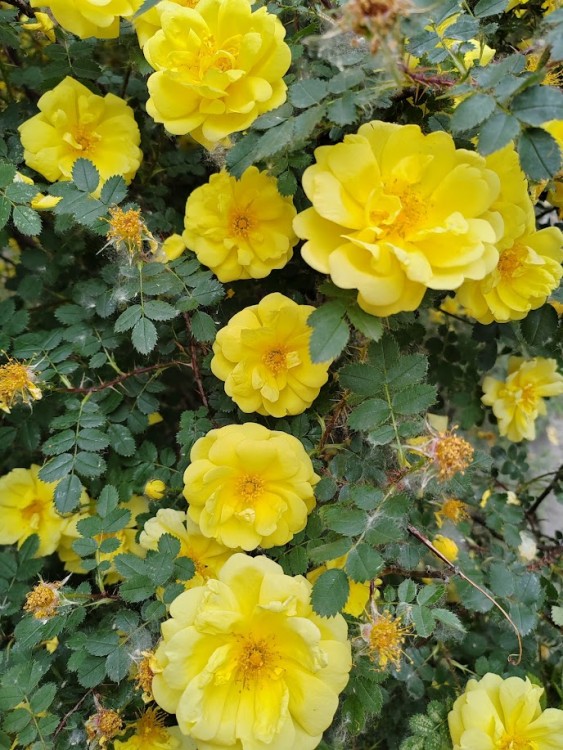 шиповник желт.jpg