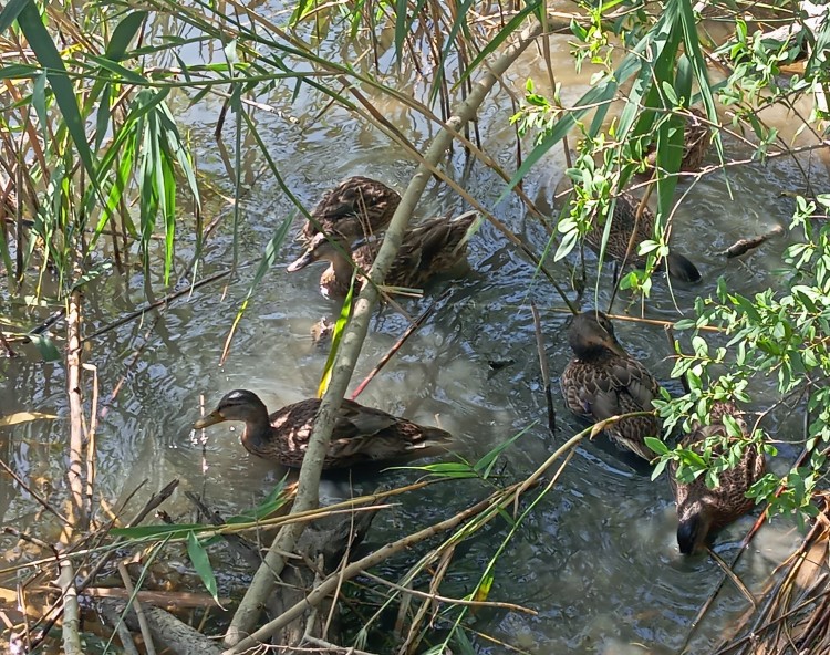 Серые утки.jpg
