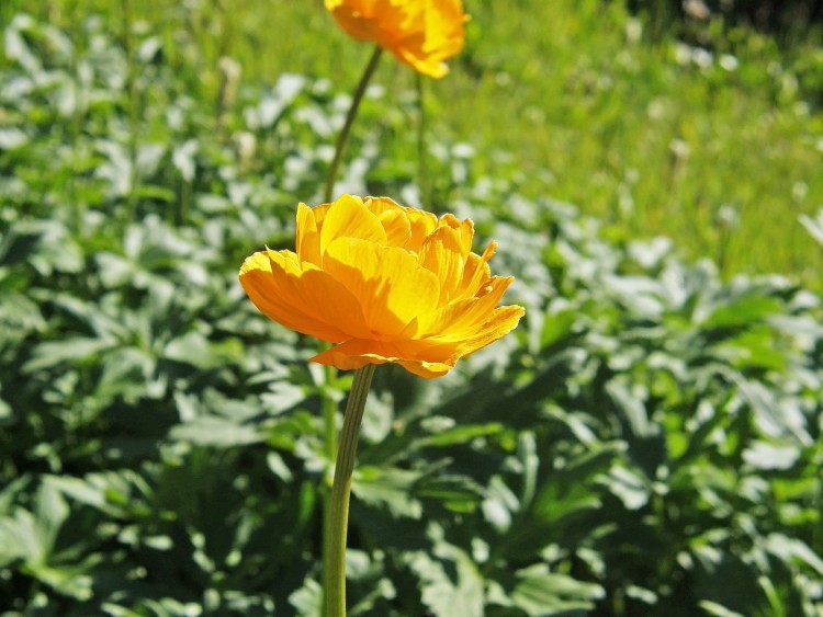 97 P8070421.JPG