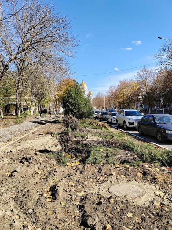 были туи.jpg