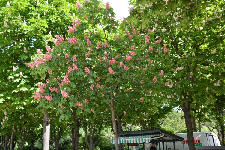 DSC_2767.JPG