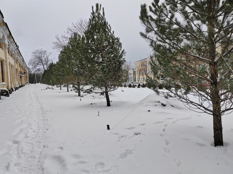 сосны 1.jpg
