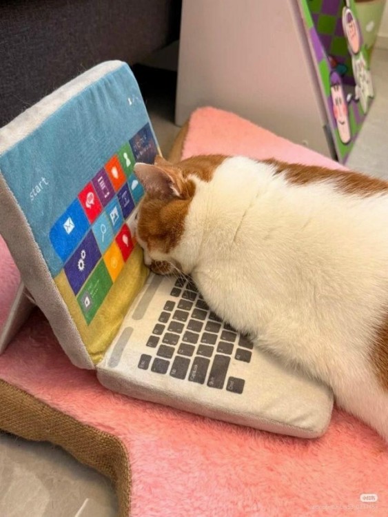 Коти.jpg