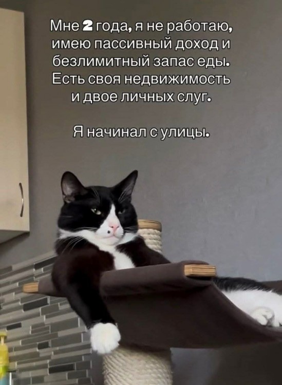 кот.jpg