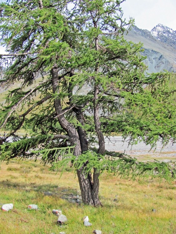 105а IMG_0823.JPG