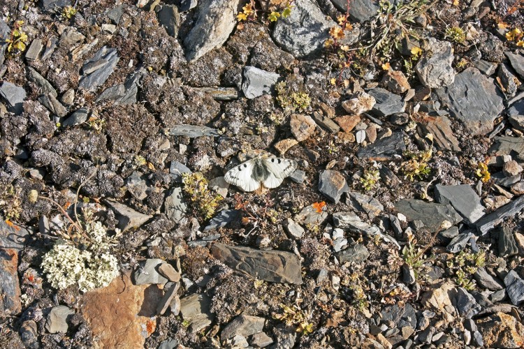 73.jpg